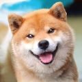  秋田犬模拟器