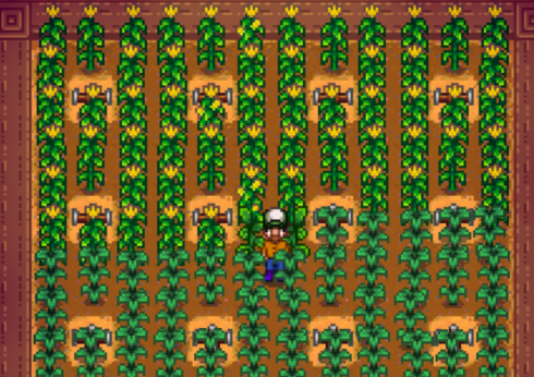 星露谷物语玉米怎么赚钱